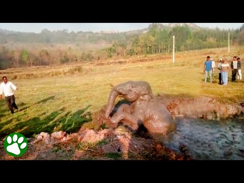 Elefantenkalb aus Schlammgrube gerettet