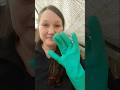 #chickencoop #coop cleanup #chicken mites? Team #molting