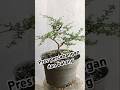 Pres batang dan percabangan Binsai Hokiantea#bonsai #bonsaitree #inspirasi