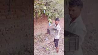 Daru chakna ka ped