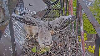 Red-tailed Hawk Chicks Show Off Their Growing Juvenile Feathers | May 28, 2026