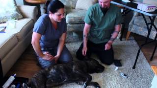 Home Blood Glucose Test For Dogs