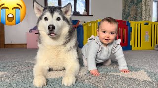 Baby CRAWLS To Her Husky For Attention Is The Cutest Thing Ever!.
