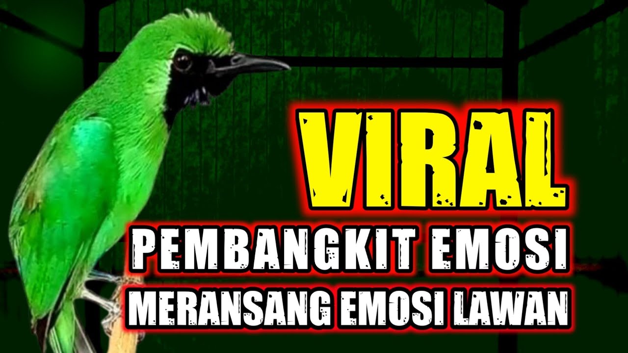 Pancingan Cucak Ijo Gacor Bikin Cucak Hijau Lain Emosi Auto Jamtrok‼️ Seketika Bongkar Full Isian
