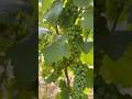 All time Grapes 🍇 #plantnursery #fruit #allindiadelivery #farming #agriculture #grape #fruitplants