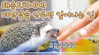 I Forgot to Feed My Hedgehog Dinner... : Raising a Hedgehog screenshot 2