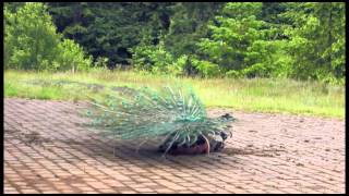 Peacock Dance of Love