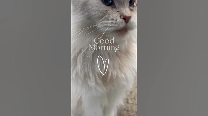 Video 10756931: maine coon cat, cream maine coon, fluffy maine coon