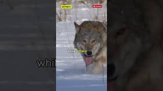 How Wolf Packs Hunt 🐺 | Strength in Unity 🐾
