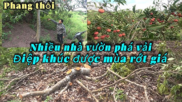 Vải thiều Lục Ngạn được mùa rớt giá nhiều nhà vườn nguy cơ thua lỗ 9/7/2025