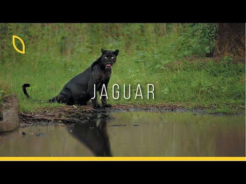 Jaguar: Hayalet Kedi | Ormanın gerçek patronu