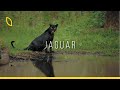 Jaguar hayalet kedi  ormann gerek patronu