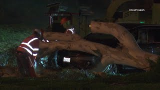 Red Flag Winds Topple Trees, Cause Power Outages | Orange County, CA