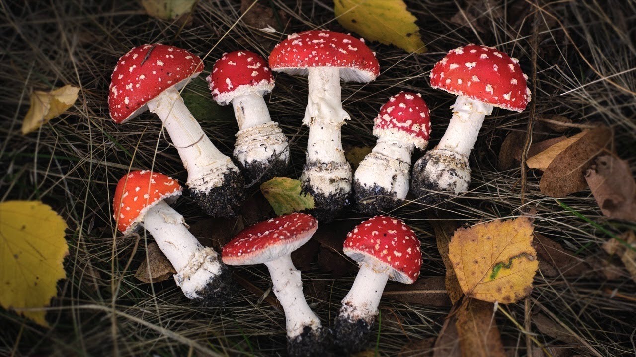 Polymer Clay Amanita Mushroom. Fly Agaric