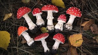 Polymer Clay Amanita Mushroom. Fly Agaric