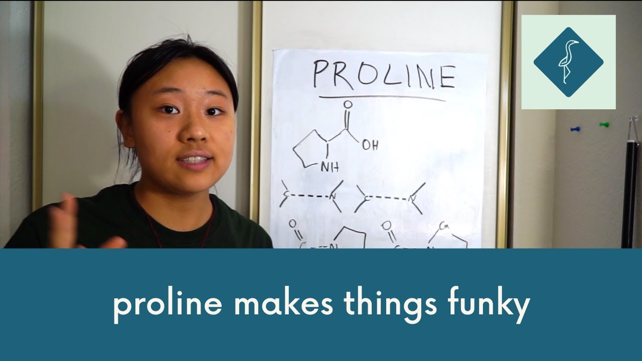 Proline: the weird boi