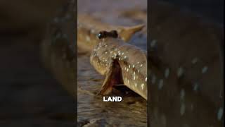 This Fish Can Survive on Land #shorts #animals #wildlife