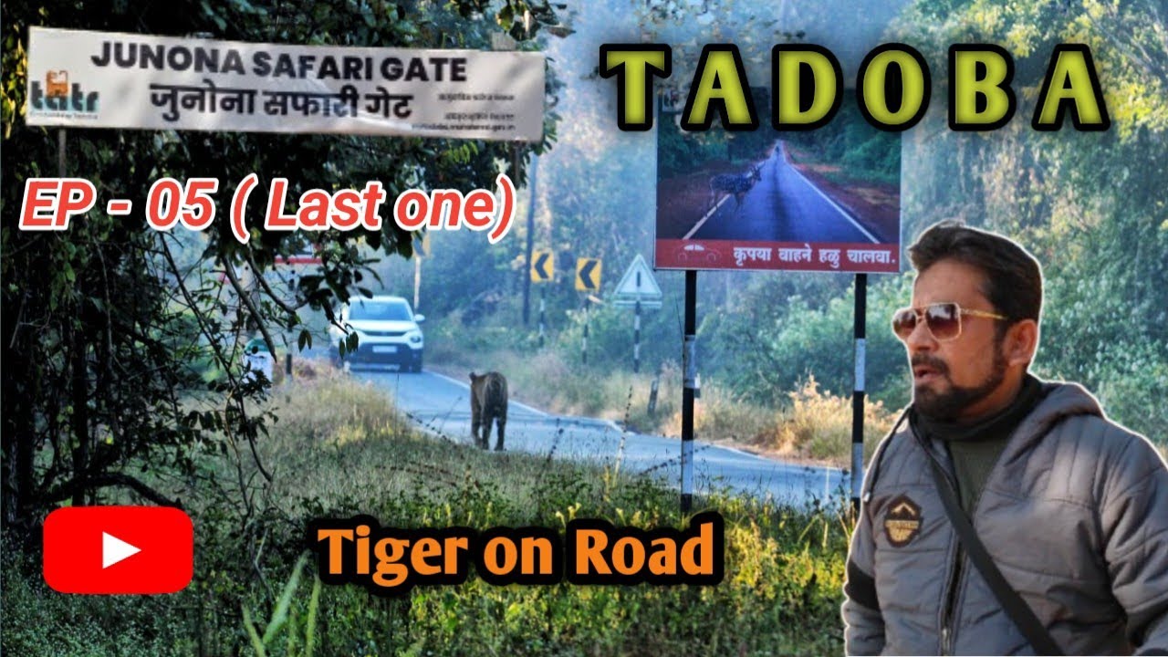 Tiger On Road In Junona Buffer || Tiger sighting in Tadoba Tiger Reserve 