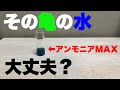 気づいてる？最悪な亀の飼育水は半日で出来上がります。その飼い方は亀を殺すかもしれません。アンモニア測定で亀の飼育水を考察！