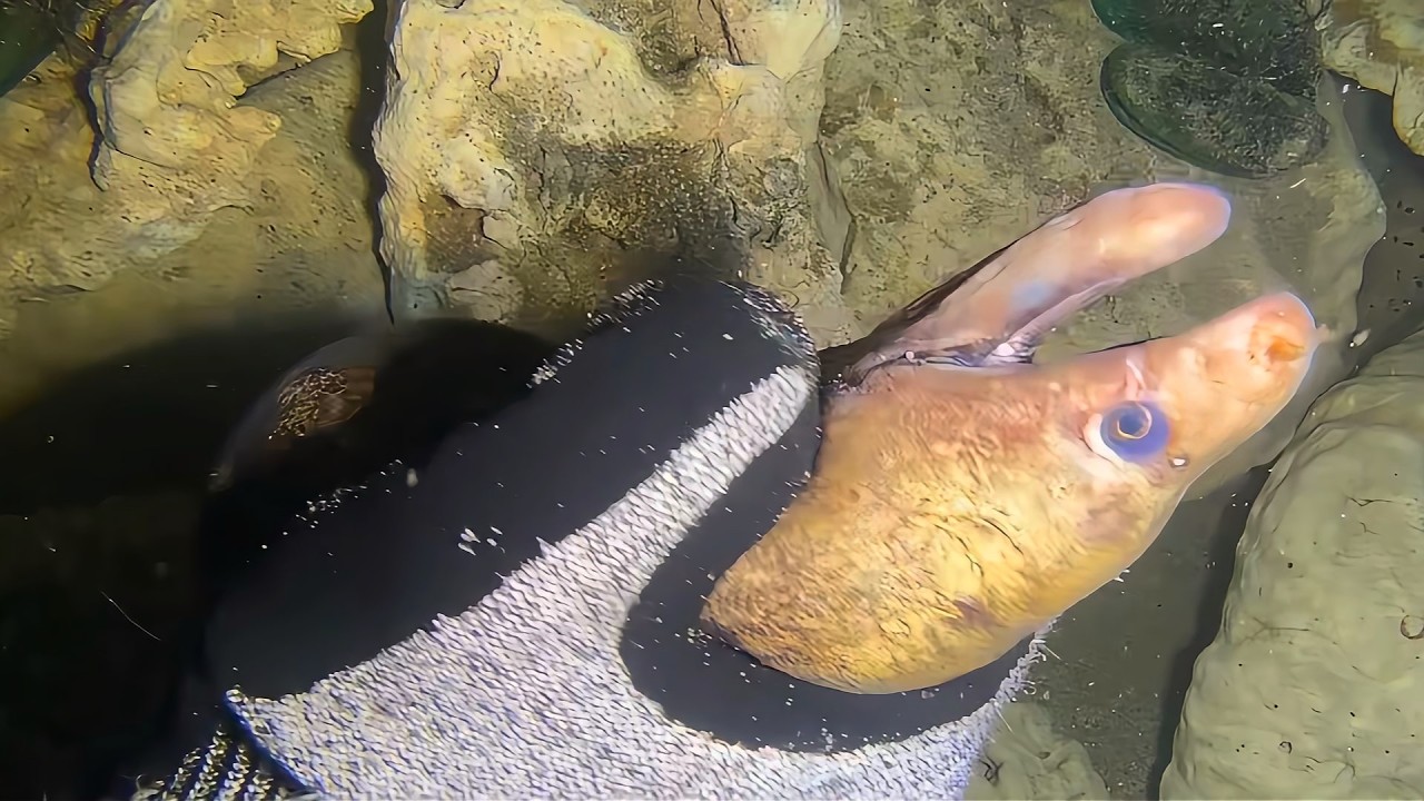 Diving to catch seafood, are there any creatures you like?  RQ0114  #seafood  #crab #fishing