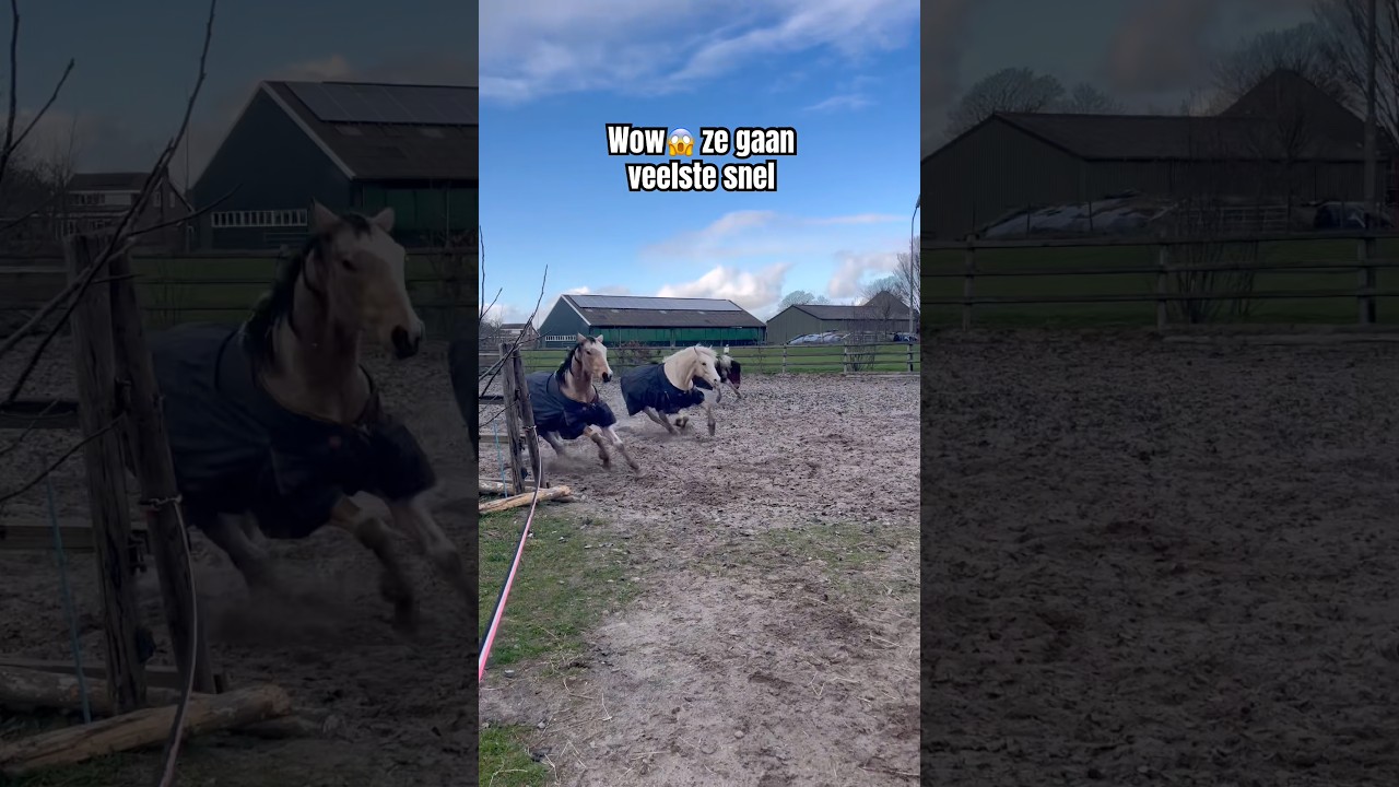 Roepen tijdens de storm en deze reactie krijgen 😱😱 #horses #paarden #equestrian