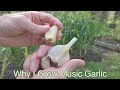 Why I Grow Music Garlic