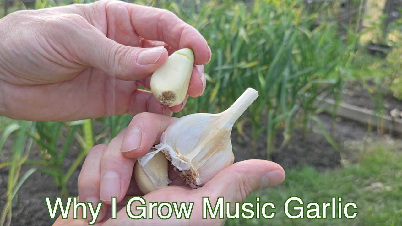 Why I Grow Music Garlic
