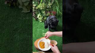 Strogonoff Dog