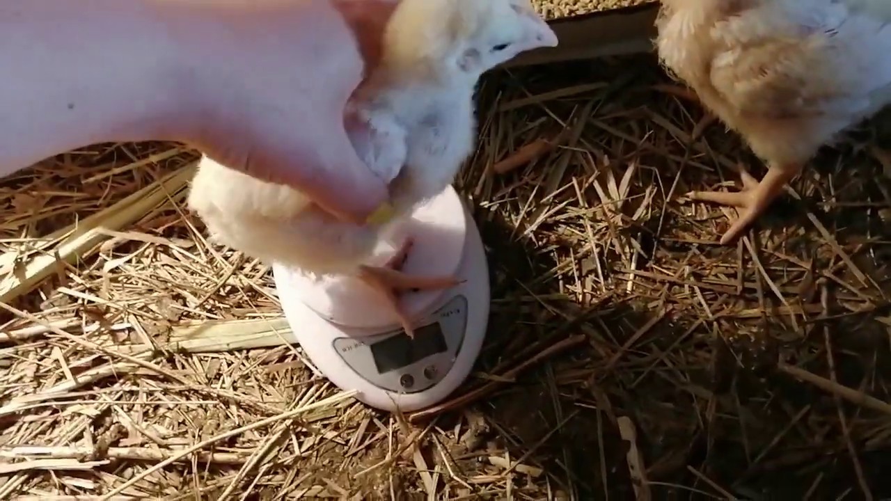 Кобб 500 испания Кобб 500 испания