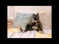 日吉ミミ 時には娼婦のように