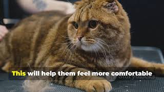 Caring For A Sick Cat Expert Advice For A Speedy Recovery