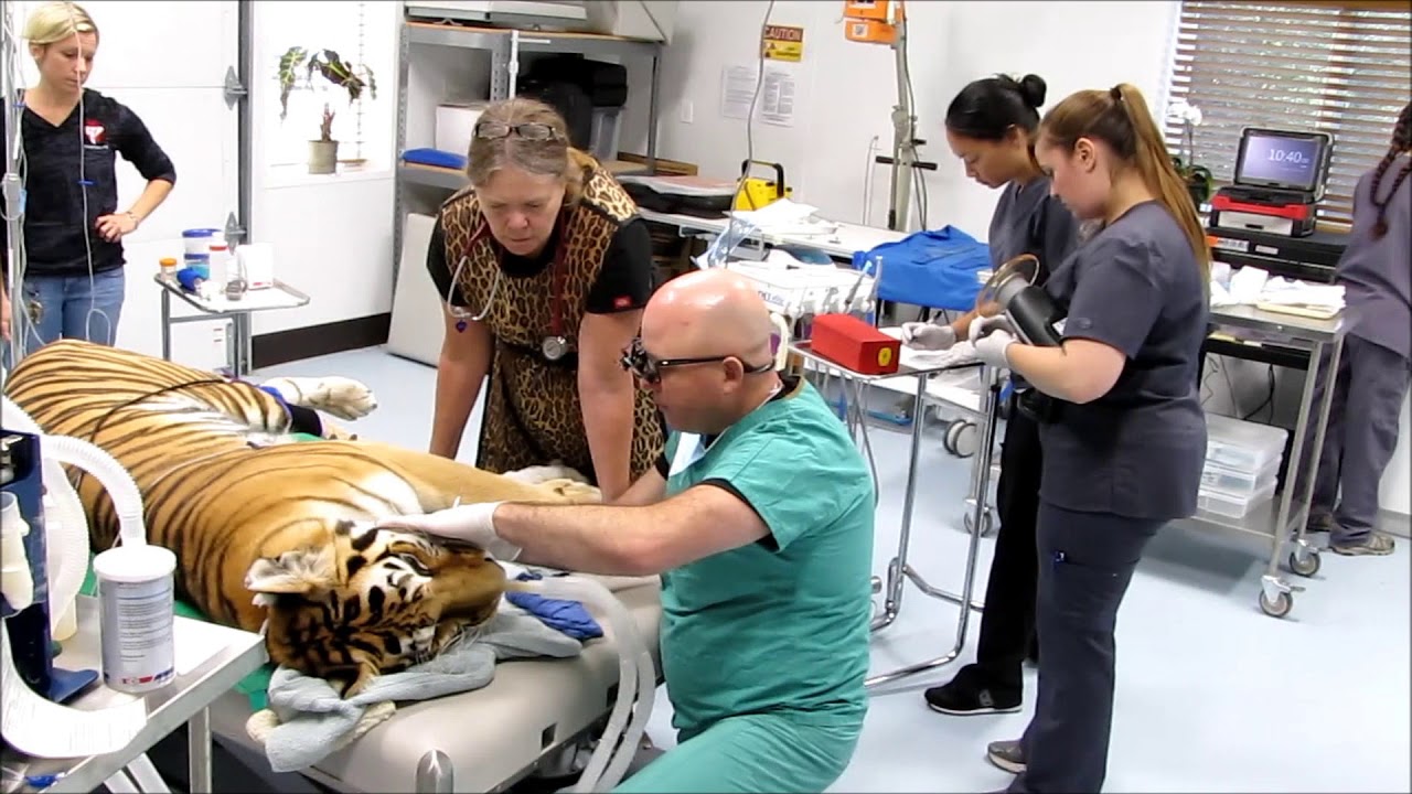 Pat Derby Animal Wellness Center at PAWS ARK 2000 Sanctuary