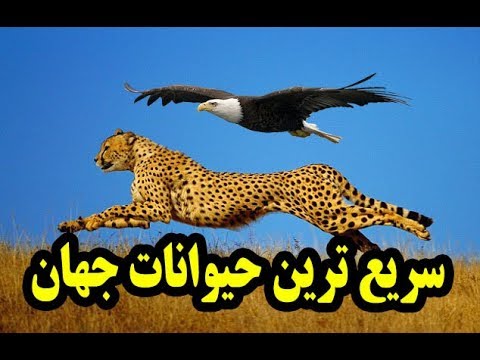 تصویری: سریعترین حیوانات روی زمین