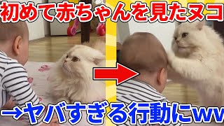 【2ch動物スレ】猫さん、人生で初めて人間の赤ちゃんと対面→予想外の奇行始めるｗｗｗｗｗ