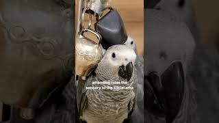 African grey baby parrot nursery Environmental enrichment Education Cute #birds