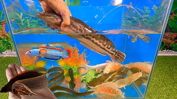 Video tổng hợp cá cảnh đẹp, cá rồng, cá lóc bông, cá trê, cá mập abino, sinh vật dưới nước