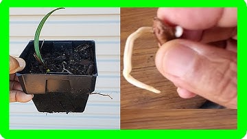 How to Grow Dates from Seed | Planting Medjool Date Palm Seeds