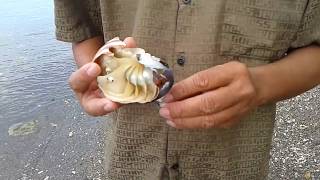 Chambered Nautilus Shell