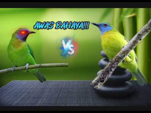 Terapi kinoi agar cepat gacor