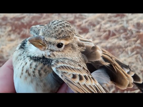 صيد المطوق التركي صيد المطواق صيد الزرعي مدينة عفرين