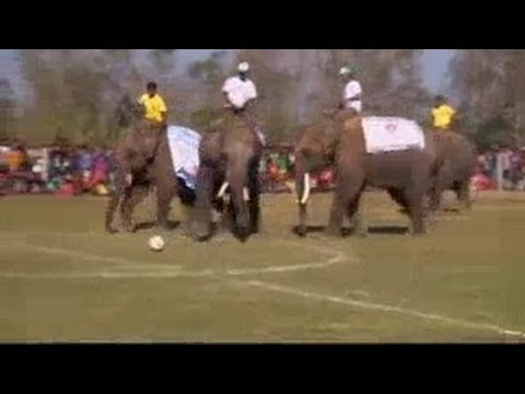 funny-elephants-playing-football-in-ground-[great-funny-animals-videos]