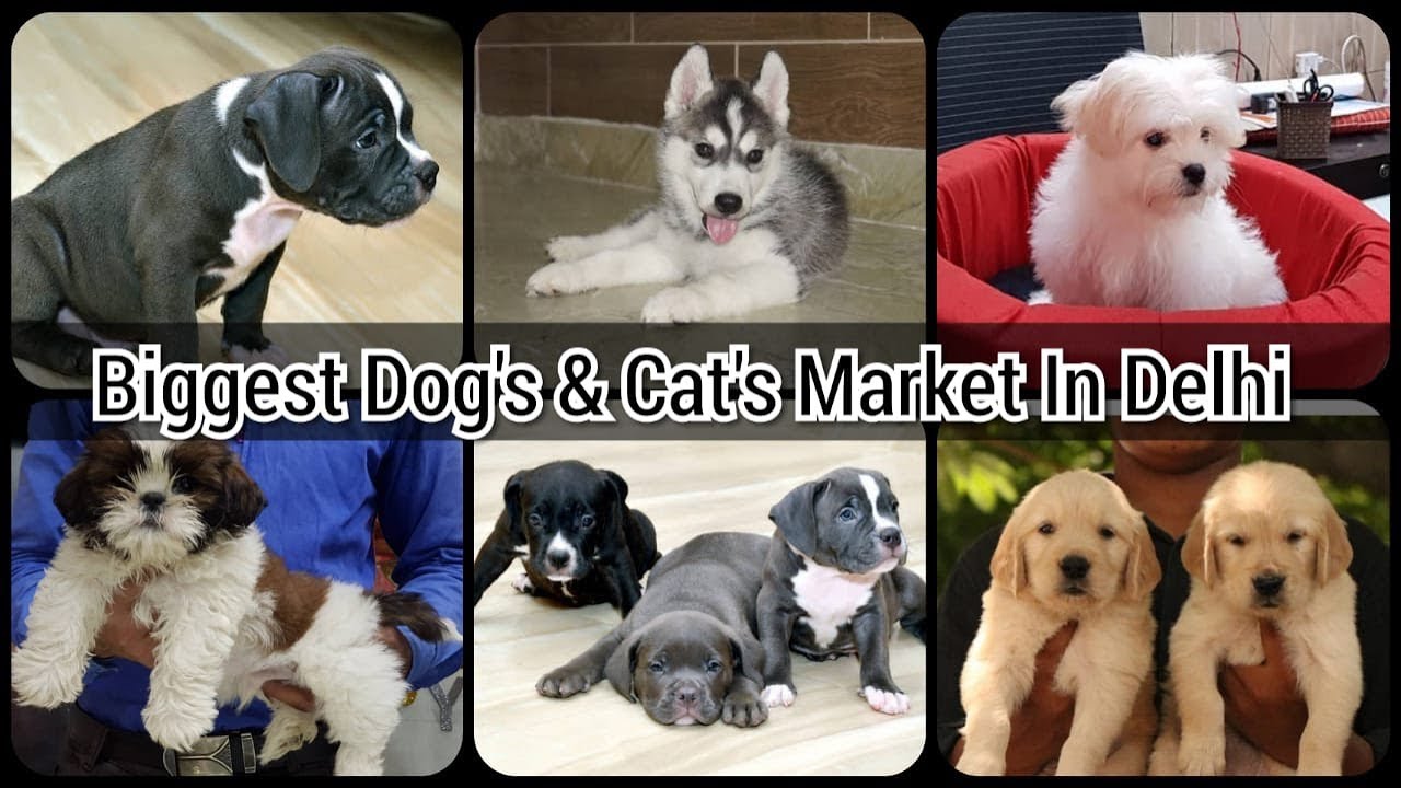 Biggest Or Cheapest Dogs & Cats DELHI At Vikas Pet shop