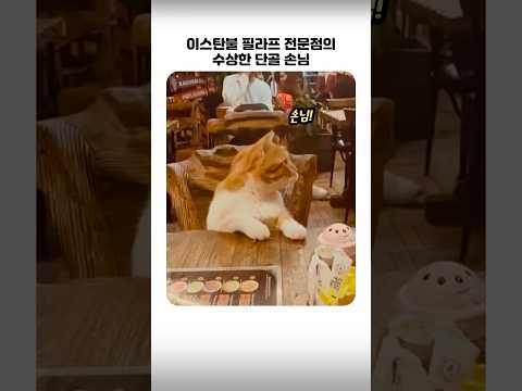이스탄불 필라프 전문점의 수상한 단골손님 thumbnail