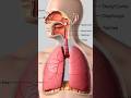 Respiration system #respiratorysystem #shorts #shortvideo
