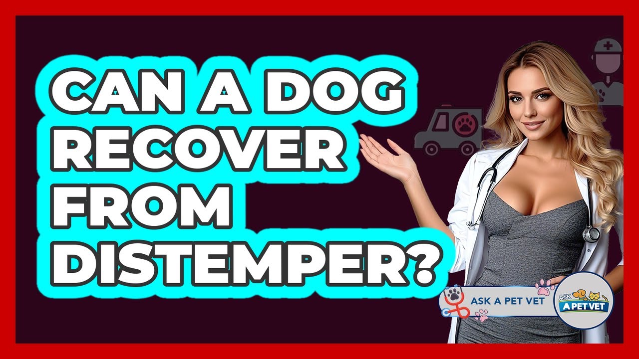 Can A Dog Recover From Distemper? - Ask A Pet Vet