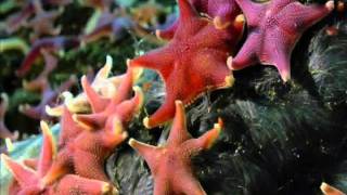 Echinodermata Period 2