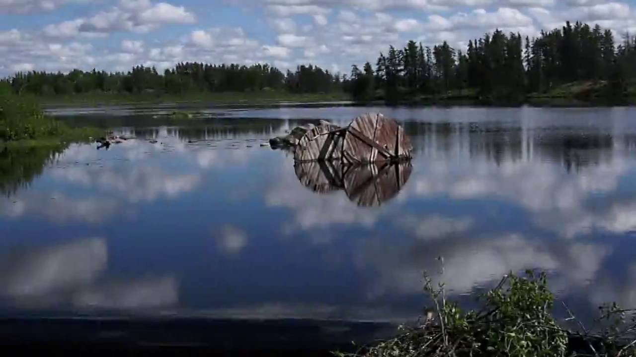 A video clip taken at the Alf Hole Goose Sanctuary