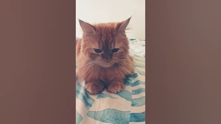 Watch the video about Do you love me | #persiancat #love | #status #kittens| #kiss Me | #india #minecraft #statusvideo#cat