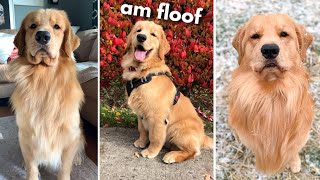 Life With a Golden Retriever | Compilation 4