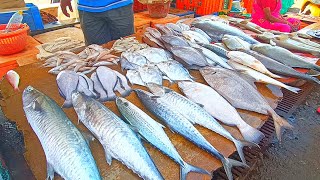 kasimedu fish market/kasimedu fish market Chennai Tamil Nadu/காசிமேடு/India biggest fish market
